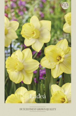 Narcissus Trumpet Ladea x5 14/16