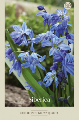 Scilla Siberica x15 8/9