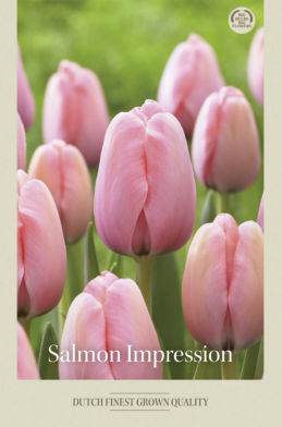 Tulipa Darwin Hybride Salmon Impression x7 12/+