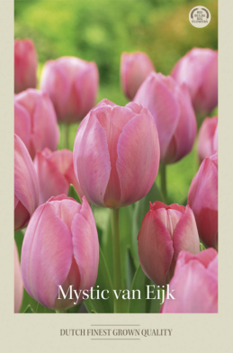 Tulipa Darwin Mystic van Eijk x7 12/+