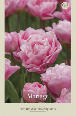 Tulipa Double Late Mariage x7 12/+