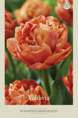 Tulipa Double Late Valdivia x7 12/+