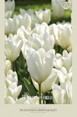 Tulipa Fosteriana Purrissima x7 12/+