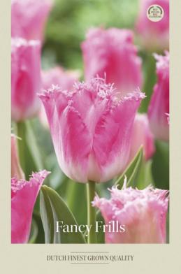 Tulipa Fringed Fancy Frills x7 12/+