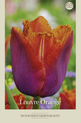 Tulipa Fringed Louvre Orange x7 12/+