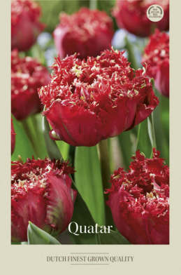 Tulipa Fringed Quatar x7 12/+