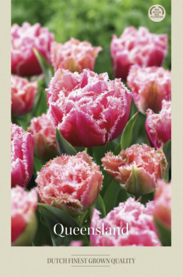 Tulipa Fringed Queensland x7 12/+