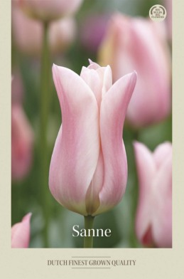 Tulipa Lilyflowering Sanne x7 12/+