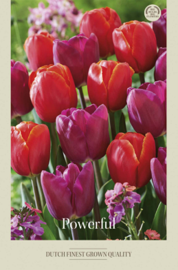 Tulipa Mixed Powerful x10 12/+