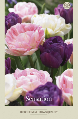 Tulipa Mixed Sensation x10 12/+