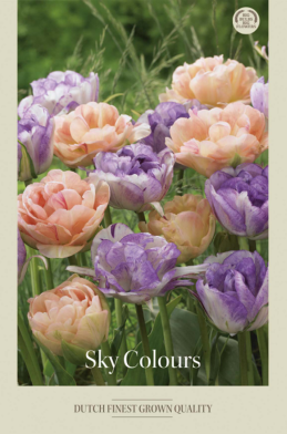 Tulipa Mixed Sky's Colour x10 12/+