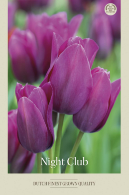 Tulipa Multiflowering Night Club x7 12/+
