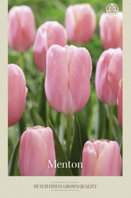 Tulipa Single Late Menton x7 12/+