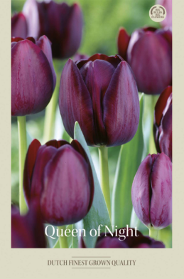 Tulipa Single Late Queen of Night x7 12/+