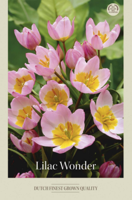 Tulipa Specie Bakeri Lilac Wonder x10 6/7
