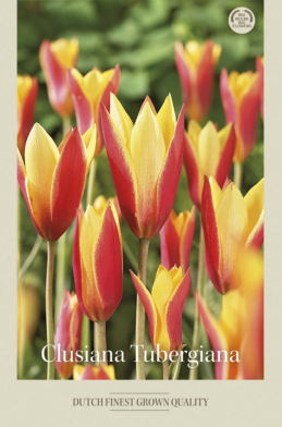 Tulipa Specie Clusiana Tubergiana x10 6/7