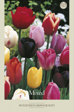 Tulipa Triumph Mixed x10 12/+
