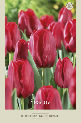 Tulipa Triumph Seadov x7 12/+