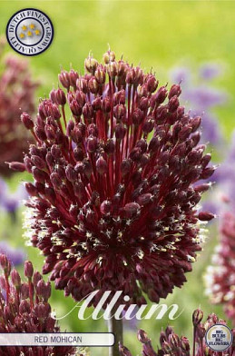 Allium Red Mohican x 2 14/16
