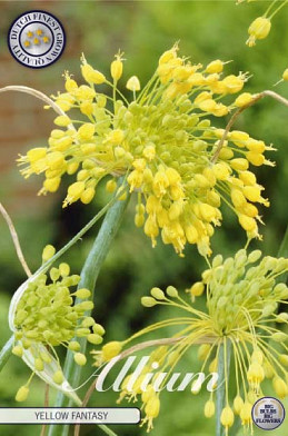 Allium Yellow Fantasy x10 5/6