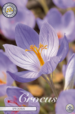 Crocus Speciosus x15 5/6