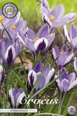 Crocus Spring Beauty x10 5/6