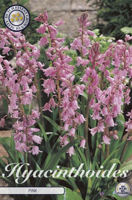 Hyacinthoides Hispanica Pink x10 8/9