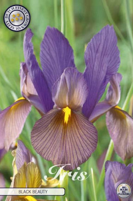 Iris Hollandica Black Beauty x10 8/9
