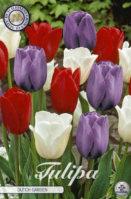 Tulp Dutch Garden x10 12/+