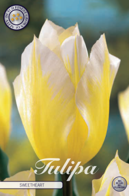 Tulp Fosteriana Sweetheart x7 12/+