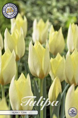 Tulp Specie Honky Tonk x10 6/7