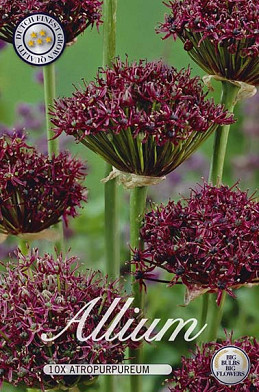 Allium Atropurpureum x10 10/12