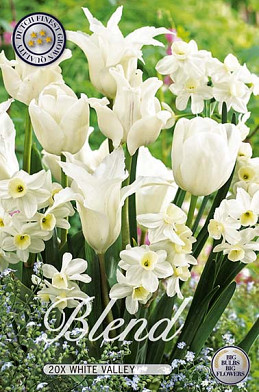 Blend Tulipa/Narcissus White Valley x20 12/14