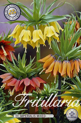 Fritillaria Mixed x2 24/26