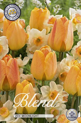 Tulipa/Narcissus Moonlight x15 12/+