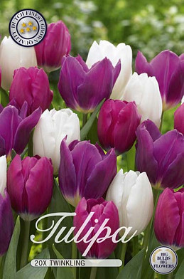 Tulp Triumph Twinkling x15 12+