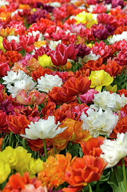 Double Late Mixed 12/+