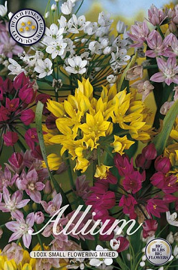 523 dutch value 2036