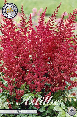 Astilbe Red x 1 I .