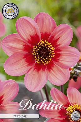 Dahlia Anemone Tricolore x1 I