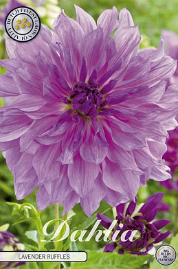 Dahlia Deco. Lavender Ruffles x1 I
