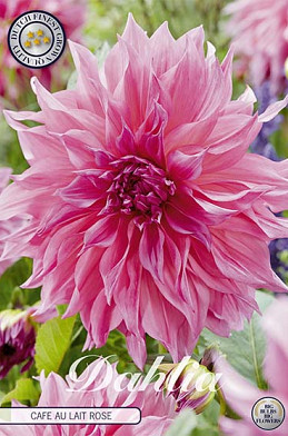 Dahlia Deco. Cafe au Lait Ros I