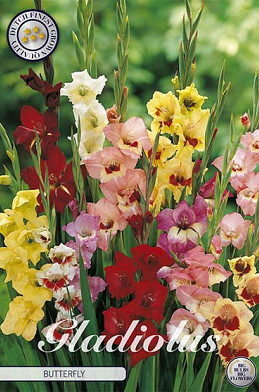 Gladiolus Butterfly x10 12/14