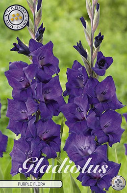 Gladiolus Purple Flora x10 12/14
