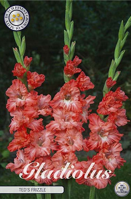 Gladiolus Ted's Frizzle x10 12/14