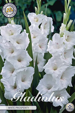 Gladiolus White Glory x 10 12/14