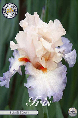 Iris Germanica Burmese Dawn x1 I