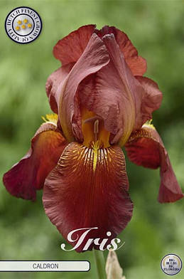 Iris Germanica Caldron x1 I