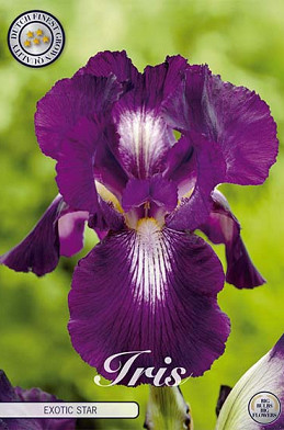 Iris Germanica Exotic Star x1 I