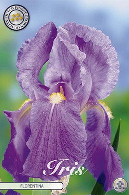 Iris Germanica Florentina x1 I